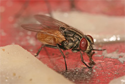 Flies are known for Carrying Disease